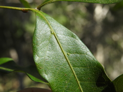 Guioa acutifolia