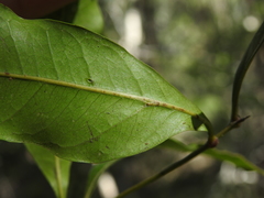 Guioa acutifolia