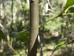 Guioa acutifolia