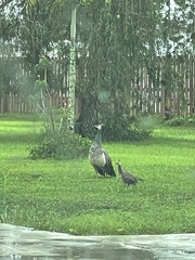 Pavo cristatus × muticus