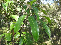 Guioa acutifolia