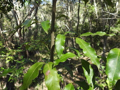 Guioa acutifolia