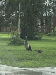 Pavo cristatus × muticus