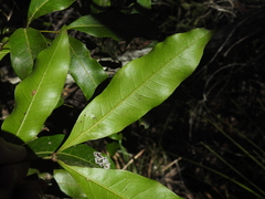 Guioa acutifolia