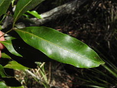 Guioa acutifolia