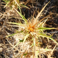 Carlina graeca