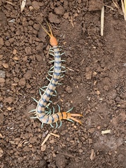Scolopendra mirabilis