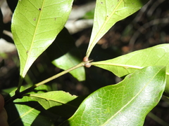 Guioa acutifolia