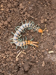 Scolopendra mirabilis
