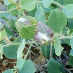 Capparis sicula
