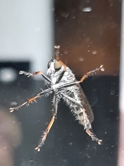 Neoitamus cyanurus