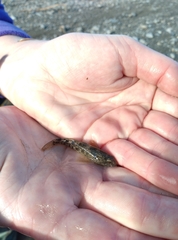 Gobiomorphus breviceps