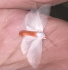 Pygarctia