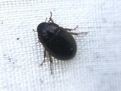 Hydrobius