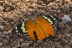 Aterica rabena