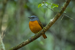 Monticola erythronotus