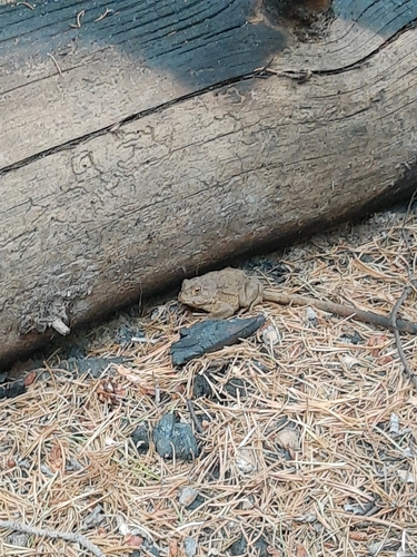 iNaturalist observation photo of Yosemite Toad