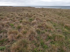 Deschampsia cespitosa holciformis