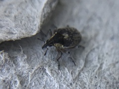 Phytobius leucogaster