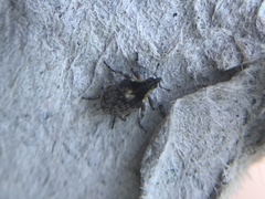 Phytobius leucogaster