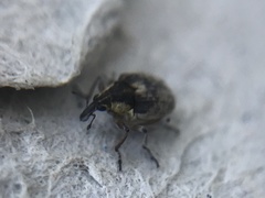 Phytobius leucogaster