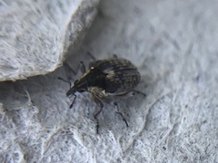 Phytobius leucogaster