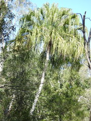 Livistona decora