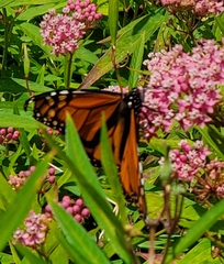 Danaus plexippus