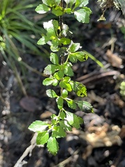 Fuchsia × bacillaris