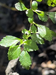 Fuchsia × bacillaris
