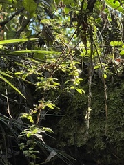 Fuchsia × bacillaris