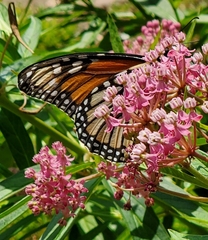 Danaus plexippus