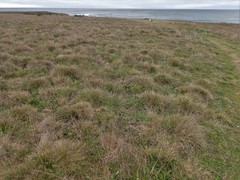 Deschampsia cespitosa holciformis