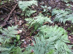 Arachniodes aristata