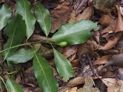 Beilschmiedia erythrophloia