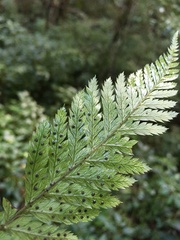 Arachniodes aristata