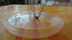 Distoleon tetragrammicus