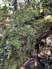 Fuchsia × bacillaris