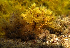 Lissocampus caudalis