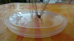 Distoleon tetragrammicus