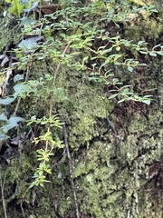 Fuchsia × bacillaris