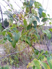 Dioscorea maciba image