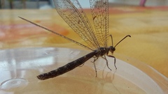 Distoleon tetragrammicus