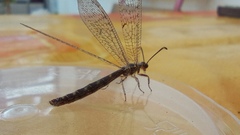 Distoleon tetragrammicus