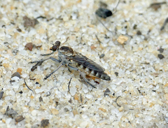 Stichopogon abdominalis