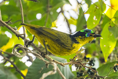 Philepitta schlegeli