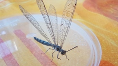 Distoleon tetragrammicus