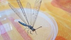 Distoleon tetragrammicus