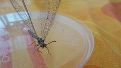 Distoleon tetragrammicus