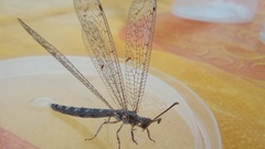 Distoleon tetragrammicus